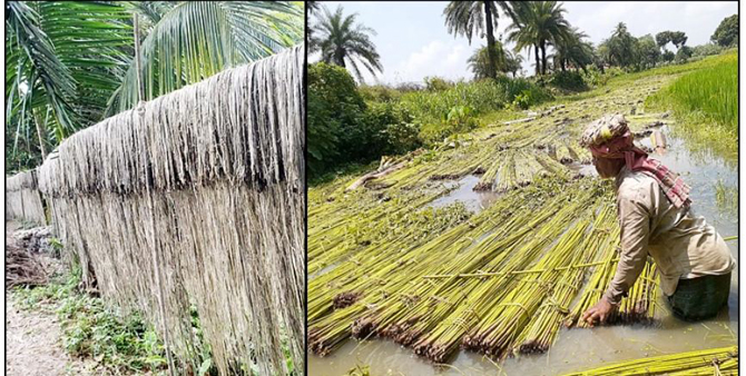 পাটের ভালো দাম পাওয়ায় খুশি চুয়াডাঙ্গার চাষিরা