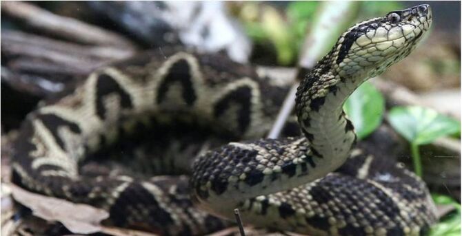 করোনা মোকাবিলায় যুগান্তকারী আবিষ্কার: সাপের বিষেই ‘বিশ্ব রক্ষা’