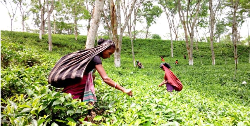 ভ্রাম্যমাণ আদালতের মাধ্যমে দেওয়া যাবে চা আইন লঙ্ঘনের শাস্তি