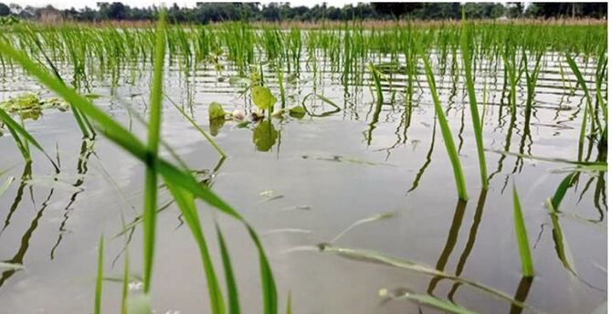 সিরাজগঞ্জে পানির নিচে ২১০০ হেক্টর জমির রোপা আমন