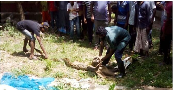 ৩০ কেজি ওজনের অজগর উদ্ধার