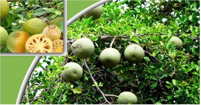 জেনে নিন বেল চাষ পদ্ধতি