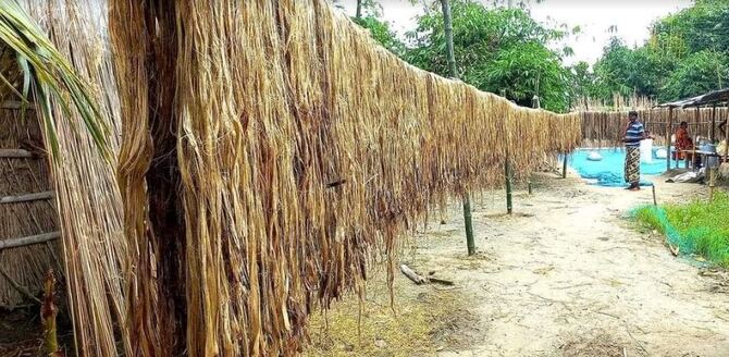 গোদাগাড়ীতে পাটের বাম্পার ফলন, দামও পাচ্ছেন কৃষকেরা