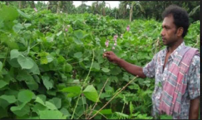 যশোরে অগ্রিম শিমের বাম্পার ফলন