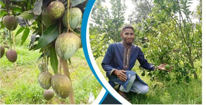 ফল বাগান থেকে ১৩ লাখ টাকা বিক্রির আশা দেলোয়ারের