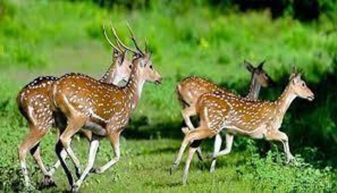 এবার ৫০ হাজার টাকায় কেনা যাবে চিড়িয়াখানার হরিণ