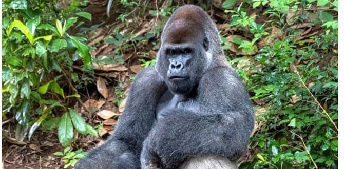 যুক্তরাষ্ট্রে ১৩ গরিলার শরীরে মিললো করোনাভাইরাস