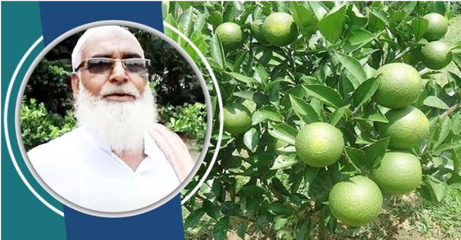 মাগুরায় মাল্টা বাগান করে ভাগ্য ফেরালেন ওলিয়ার