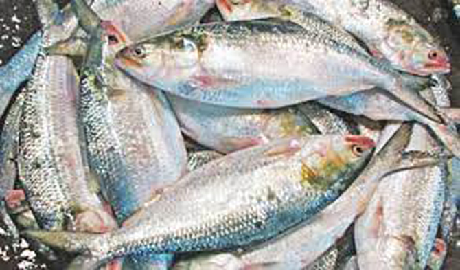 সাধারণ ক্রেতাদের নাগালের বাইরে ইলিশ