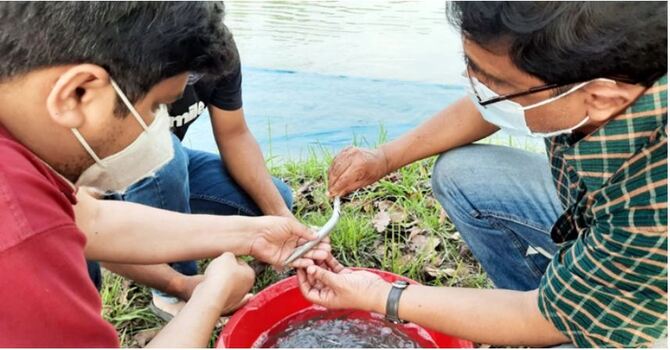 পুকুরেও চাষ হবে কাকিলা মাছ