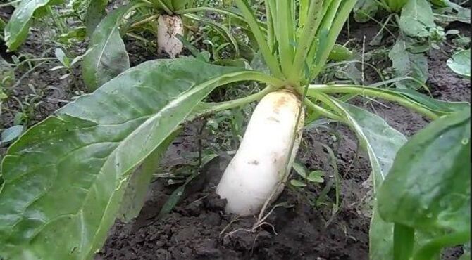 যশোরে হাইব্রিড আগাম মুলা চাষে বিঘা প্রতি লাভ ৪০০০০ টাকা