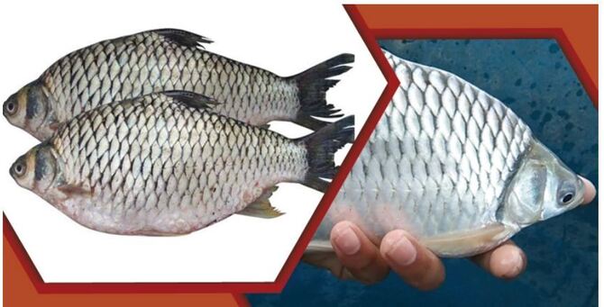 জেনে নিন থাই সরপুঁটি মাছের চাষ পদ্ধতি