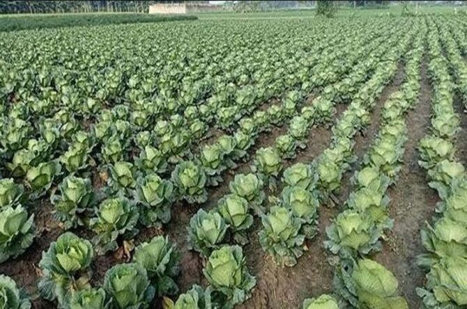 যশোরে আগাম বাঁধাকপি চাষ