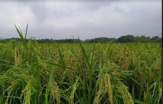 ঝিকরগাছায় ফলনে বোরো-ইরিকে ছাড়িয়ে আউশ ধানে রেকর্ড