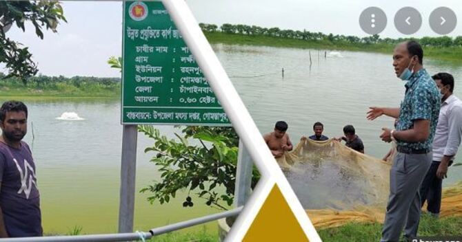 মাছ চাষকে পেশা হিসেবে নিয়েছেন শাখাওয়াত