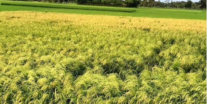 মাগুরায় আউশের বাম্পার ফলন