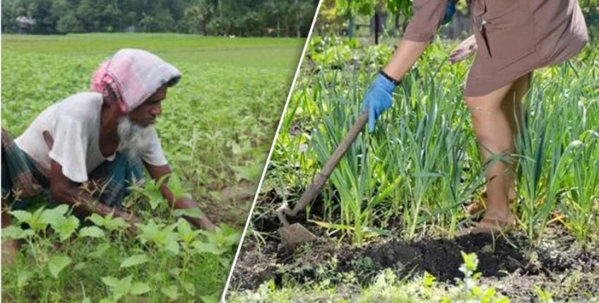 যেভাবে ক্ষেতের আগাছা দমন করবেন