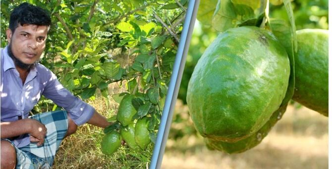 জৈন্তাপুরের জারালেবু এখন যাচ্ছে বিদেশে