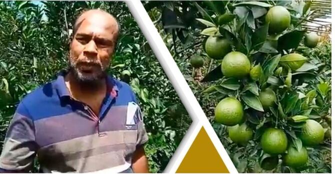 মাল্টা চাষে সফলতা পেয়েছেন হান্নান শেখ