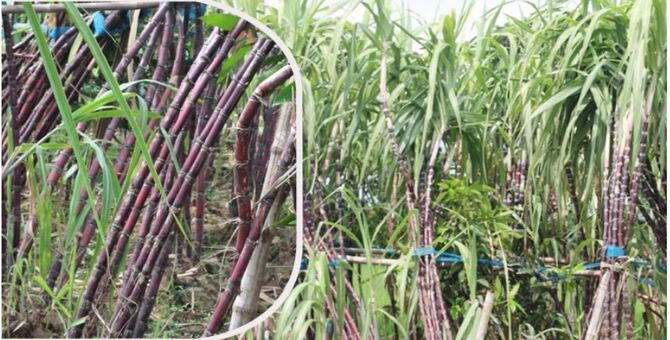 ফিলিপাইনের আঁখ এখন চাঁপাইনবাবগঞ্জে