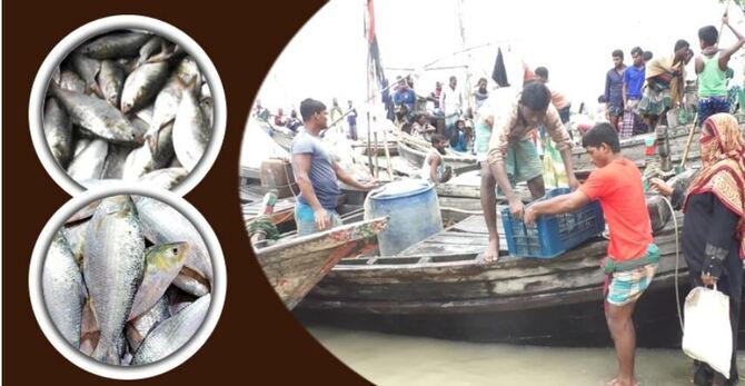 ভোলায় ঝাঁকে ঝাঁকে ধরা পড়ছে ইলিশ, ব্যস্ত এখন জেলেরা