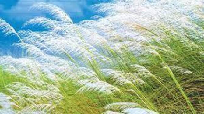 এ যেন এক অচেনা শরৎ