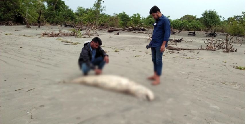 কুয়াকাটা সৈকতে আবারও ভেসে এলো মৃত ডলফিন