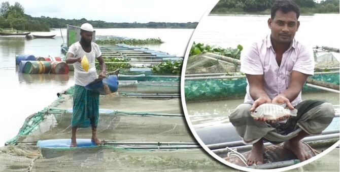 ভোলায় জনপ্রিয় হয়ে উঠেছে খাঁচায় মাছ চাষ