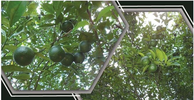 ফলন ভালো হলেও হতাশায় মৌলভীবাজারের কমলা চাষিরা