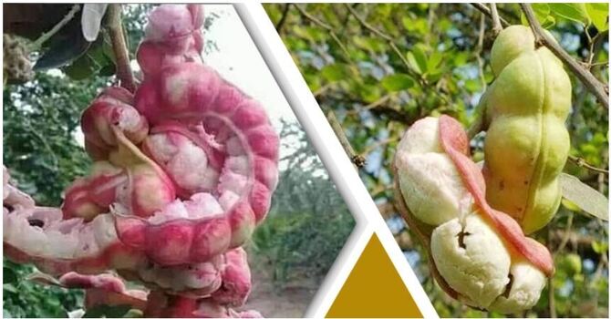 হারিয়ে যাচ্ছে জিলাপি ফল