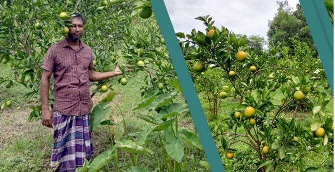 মাল্টা চাষে স্বাবলম্বী আল আমিন