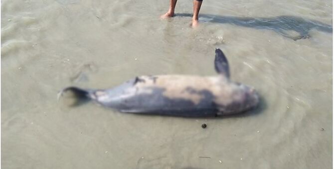 ৭ দিনের ব্যবধানে ভেসে এলো আরও এক মৃত ডলফিন