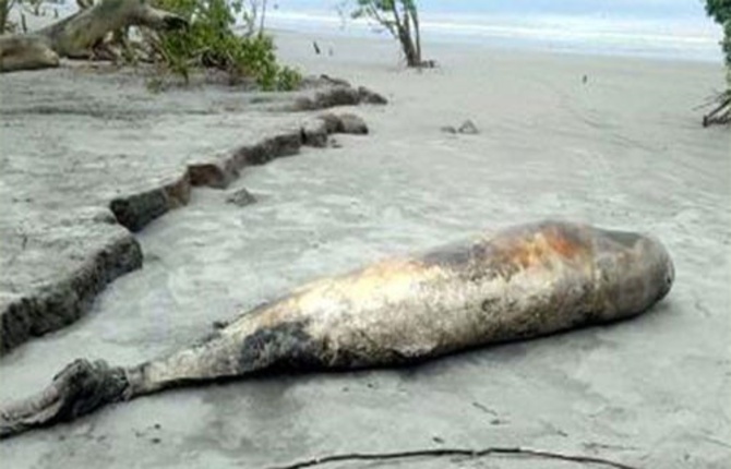 কুয়াকাটা সৈকতে আবারও ভেসে এলো মৃত ডলফিন