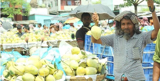 ভালো দাম পেয়ে খুশি চাঁপাইনবাবগঞ্জের আম চাষিরা