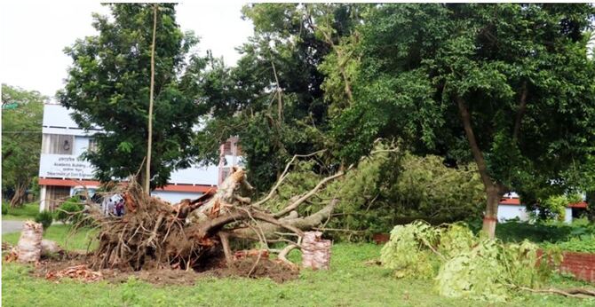 রুয়েটের উন্নয়ন প্রকল্পে কাটা পড়ছে ৫০ গাছ