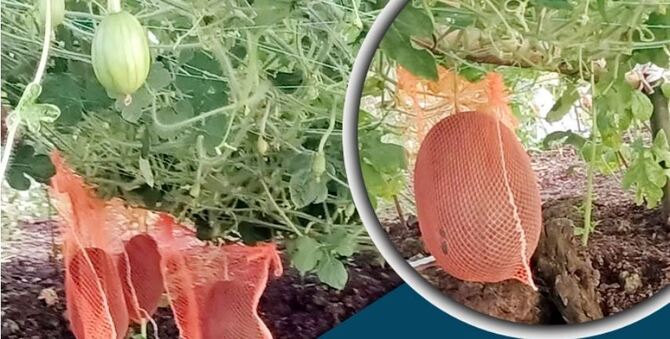 শসা ছেড়ে তরমুজ চাষে ঝুঁকছেন খুলনার কৃষকরা