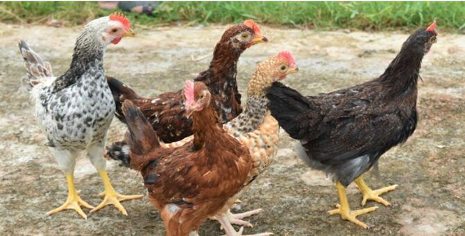 স্বাদে দেশি মুরগির মতো, ওজন বাড়বে দ্রুত