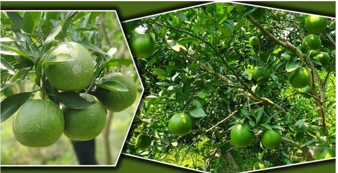 মাল্টা ও লেবু চাষে লাখোপতি সালাউদ্দিন