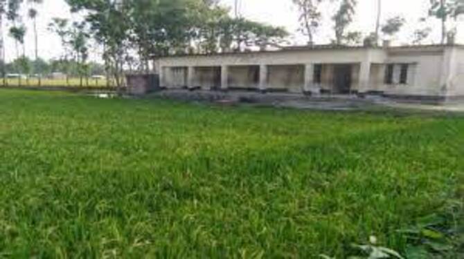 করোনায় বন্ধ স্কুল মাঠ দখল করে ধানচাষ