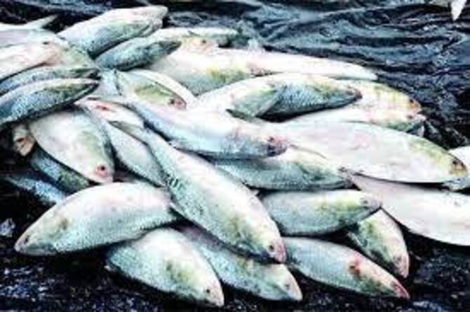 চাঁদপুরের মাছঘাট ইলিশে ভরপুর, তবুও কমছে না দাম