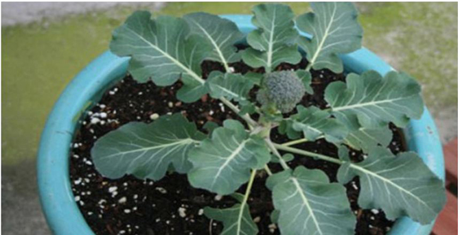 টবে ব্রোকলি চাষ করার উপায়