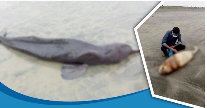 সৈকতে ভেসে আসছে মরা ডলফিন-তিমি, নীরব প্রশাসন