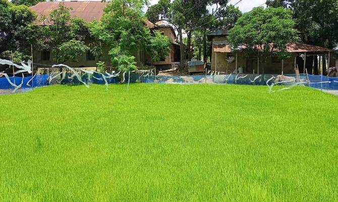 তাড়াশে বাড়ির উঠানে বীজতলা