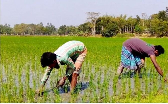 ফরিদপুরে ইউরিয়া সারের সঙ্কটে বিপাকে চাষিরা