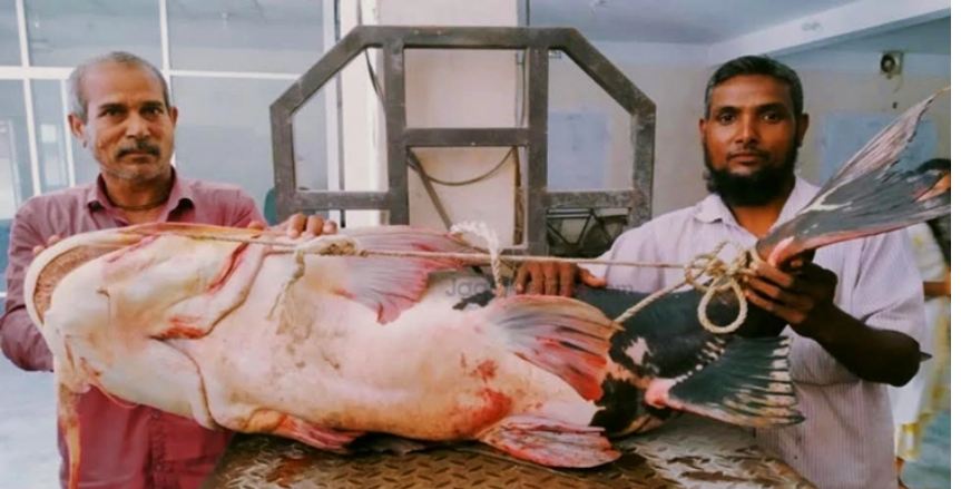 ব্রহ্মপুত্র নদে ৪৯ কেজির বিশাল বাঘাইড়