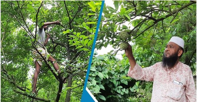 বাদশা মিয়ার আতা ফলের বাণিজ্যিক বাগান