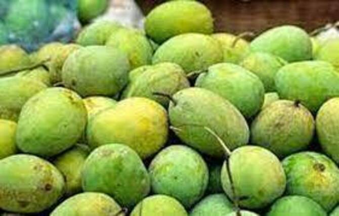 আশ্বিনায় শেষ হচ্ছে আমের মৌসুম