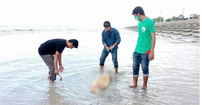 কুয়াকাটা সৈকতে আজও ভেসে এলো মৃত ডলফিন