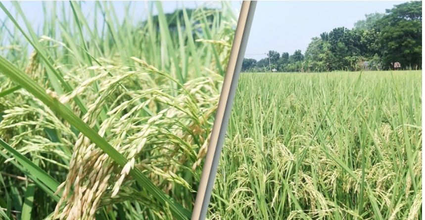 ধানের পাতা মোড়ানো পোকা দমনের উপায়