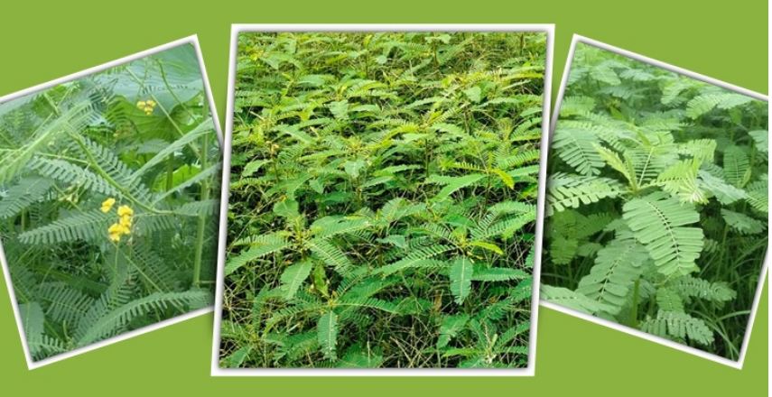 হারিয়ে যাচ্ছে জমির সবুজ সার ধৈঞ্চা